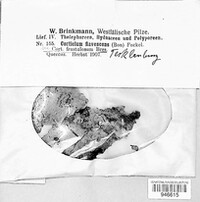 Athelia teutoburgensis image